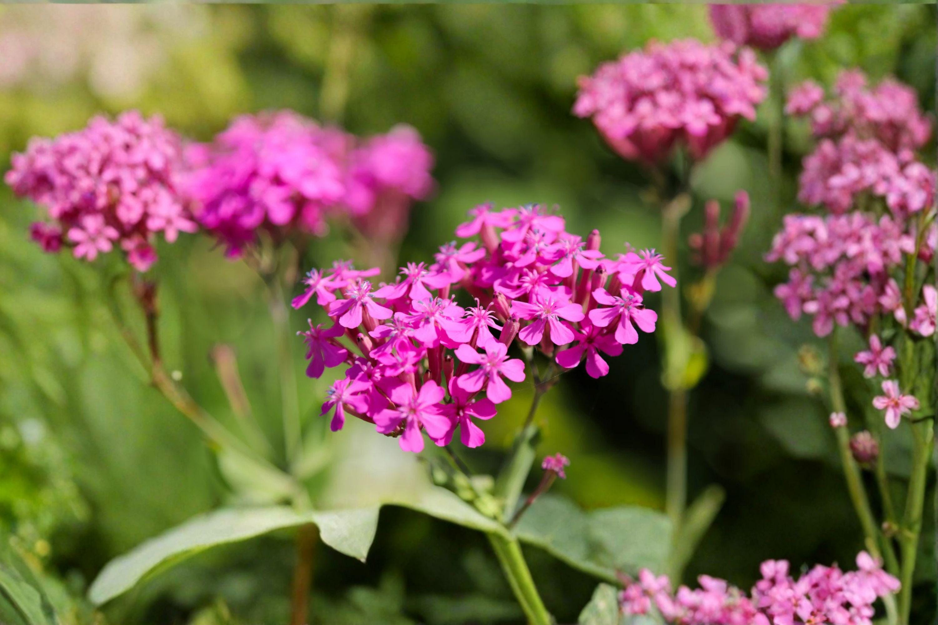 None So Pretty Catchfly – Silene armeria 100 Seeds | Bright Pink Blooms | Easy Annual