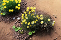 Tufted Dwarf California Poppy – Eschscholzia caespitosa, Native Annual Wildflower | Compact Growth (100 Seeds)