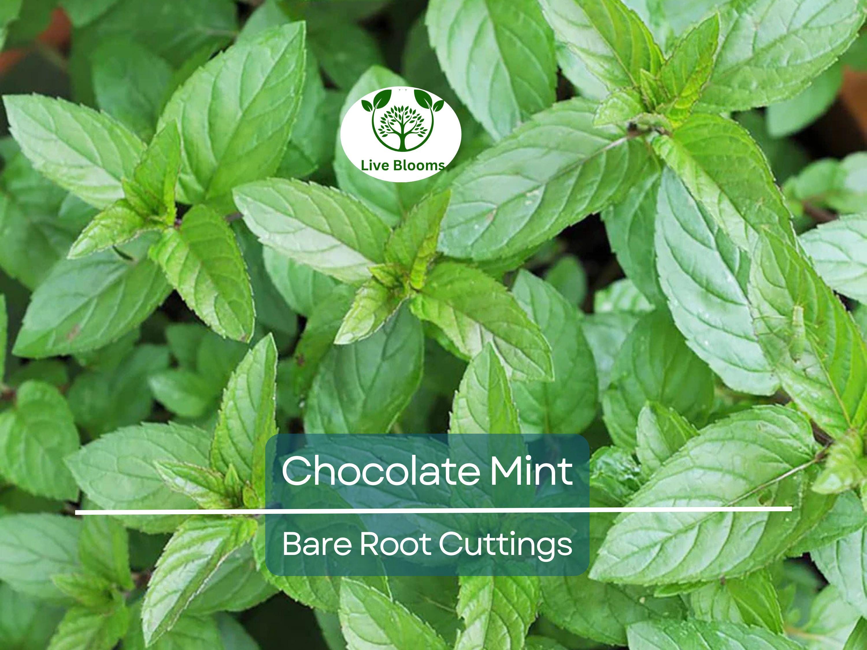 6 Chocolate Mint Bare Root Cuttings, Mentha x piperita, Fresh Aromatic Herb, Perfect for Growing, Sweet Mint Flavor for Tea & Cooking
