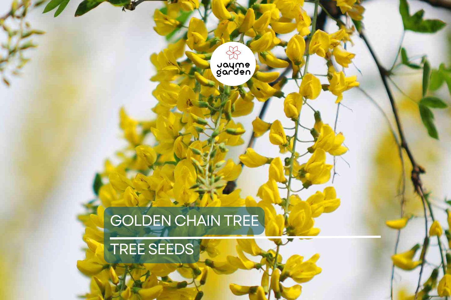 10 Golden Chain Tree Seeds (Laburnum anagyroides) – Wisteria-Like Golden-Yellow Flowers, Fast-Growing, USDA Zones 5-7, Fragrant Blooms