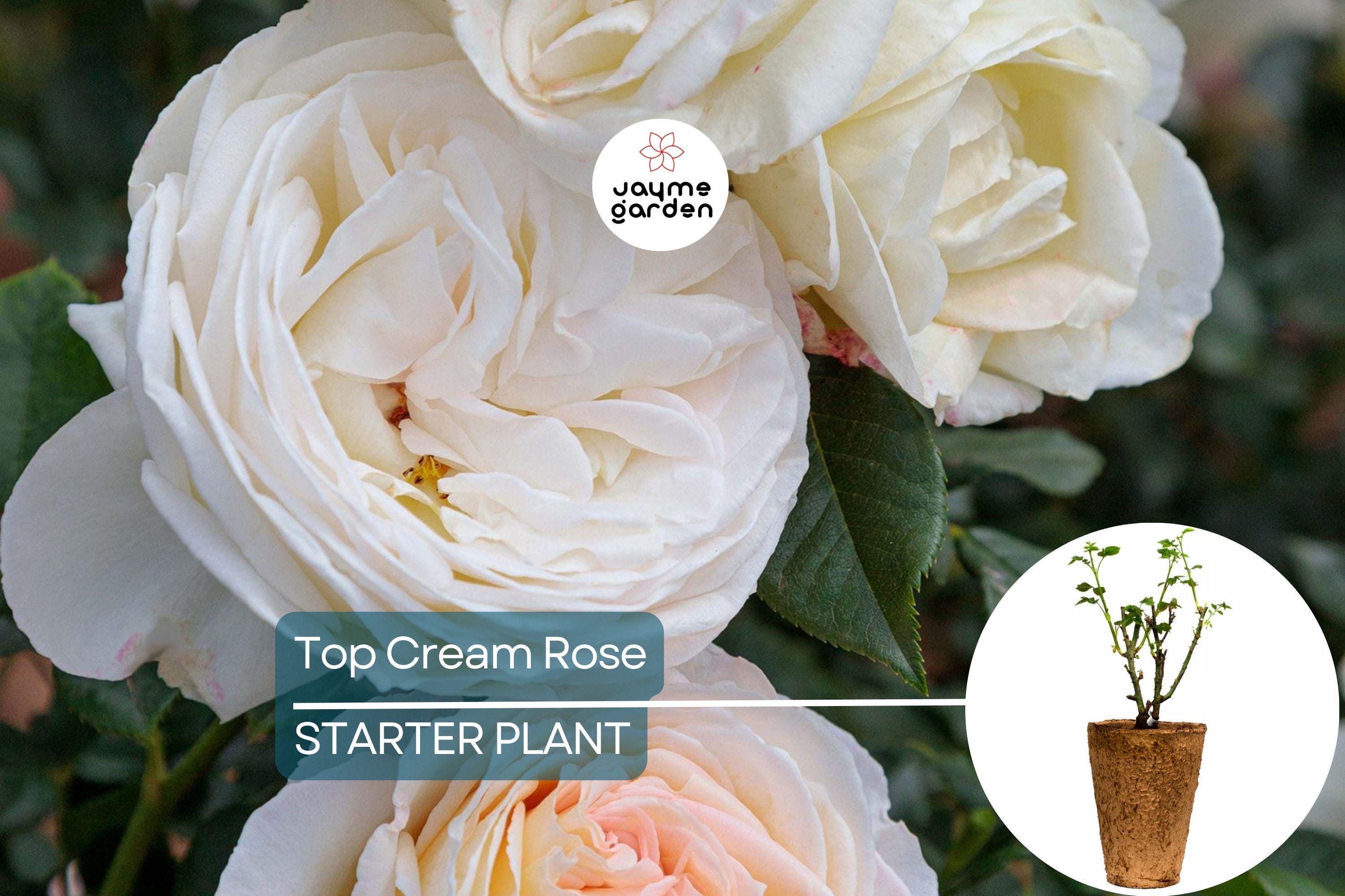 Top Cream™ Rose – 1.5 Gal Pot | Very Fragrant Creamy White Blooms | 100+ Petals | Own Root Hybrid Tea | Hardy Zones 5-10