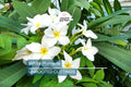White Plumeria Tree Cutting 6-8" - Fresh Hawaiian Frangipani Plant for Garden & Home
