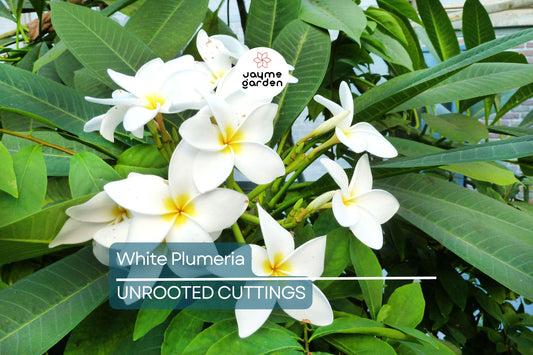 White Plumeria Tree Cutting 6-8" - Fresh Hawaiian Frangipani Plant for Garden & Home