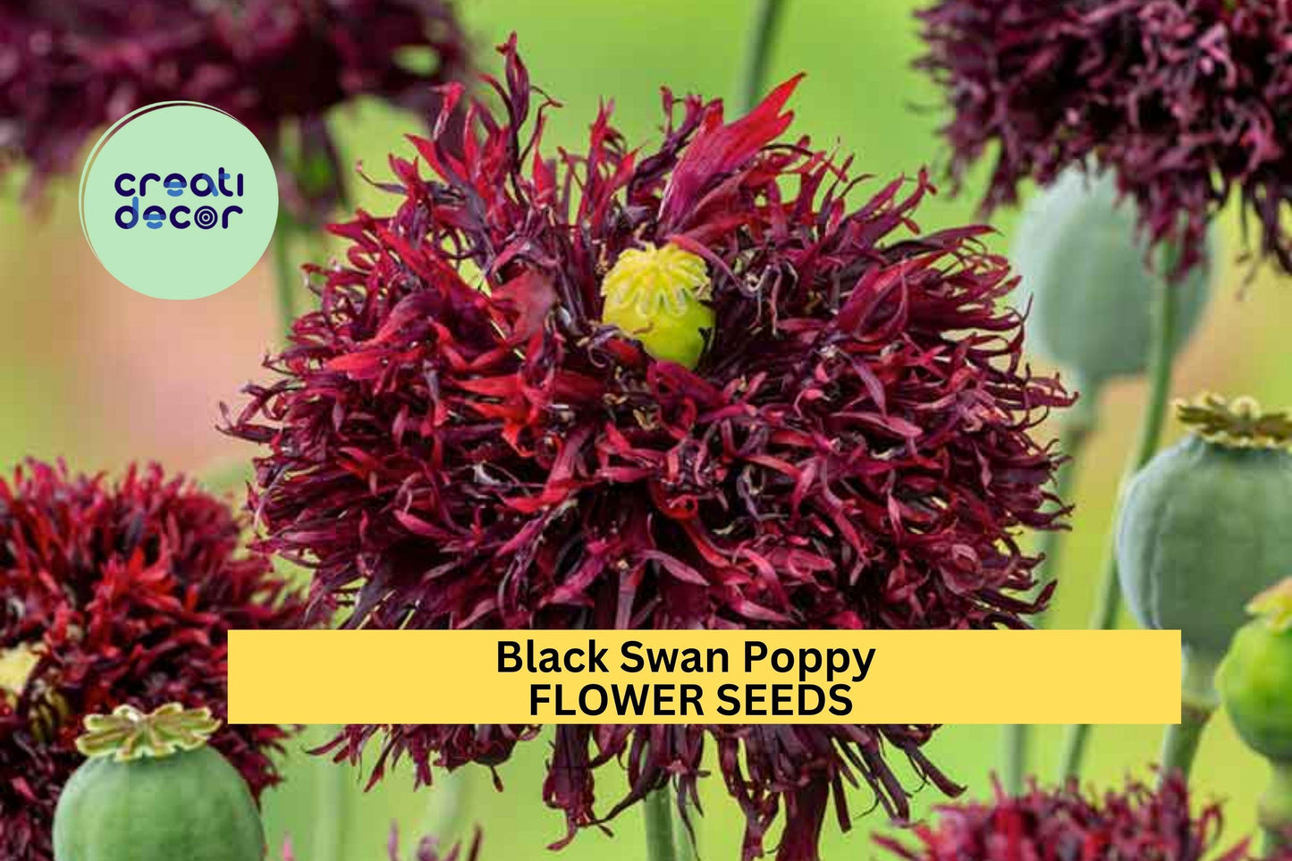 200+ Black Swan Poppy Seeds – Deep Burgundy Ruffled Blooms for Garden Planting, Elegant Cottage Garden Annuals – USA