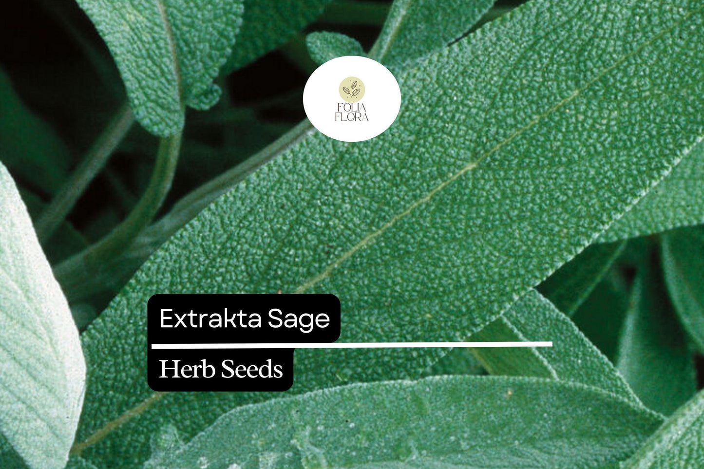 50 Seeds Extrakta Sage (Salvia officinalis) – Aromatic Culinary Herb for Cooking