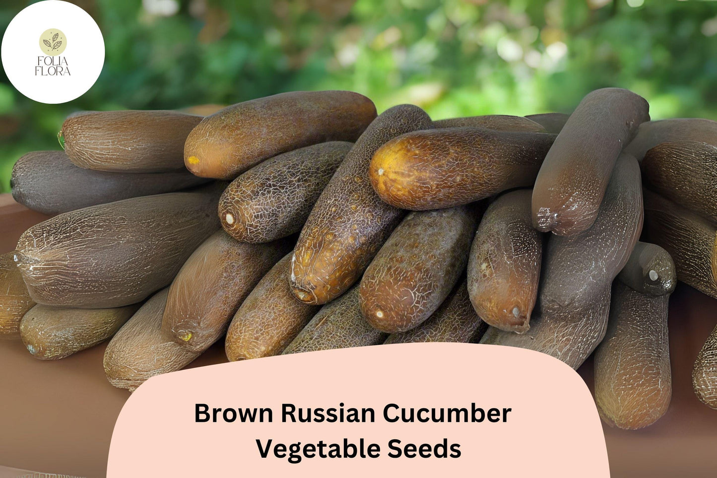 25+ Brown Russian Cucumber Seeds | Rare Heirloom Variety | Crisp Sweet Flavor | Non-GMO Garden Planting