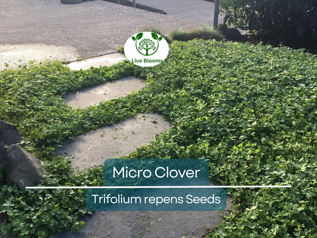 5000 Micro Clover Seeds, Non-GMO, Low-Maintenance Ground Cover, Lawn Alternative, Eco-Friendly, Perfect for Lawns & Gardens