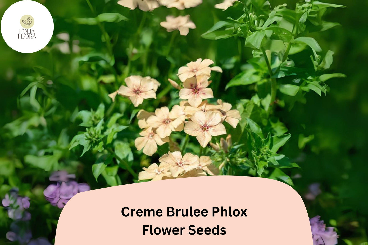100+ Crème Brulee Phlox Seeds for Garden Planting | Phlox drummondii | Annual Flower Seeds | Creamy Yellow Blooms