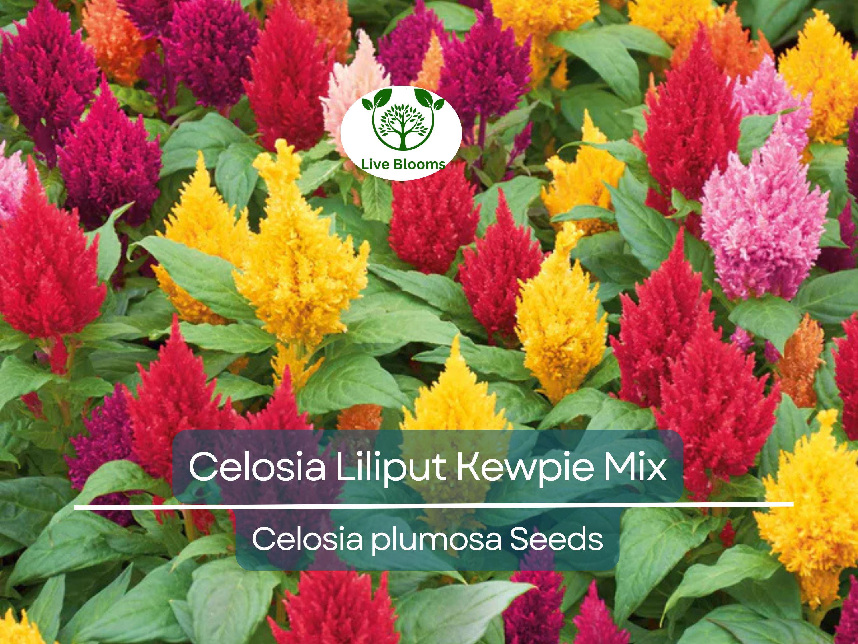 200 Seeds Celosia Plumosa LILLIPUT KEWPIE Mix, Dwarf Variety for Borders & Containers, Non-GMO, Vibrant Color, Easy to Grow, Annual Flowers