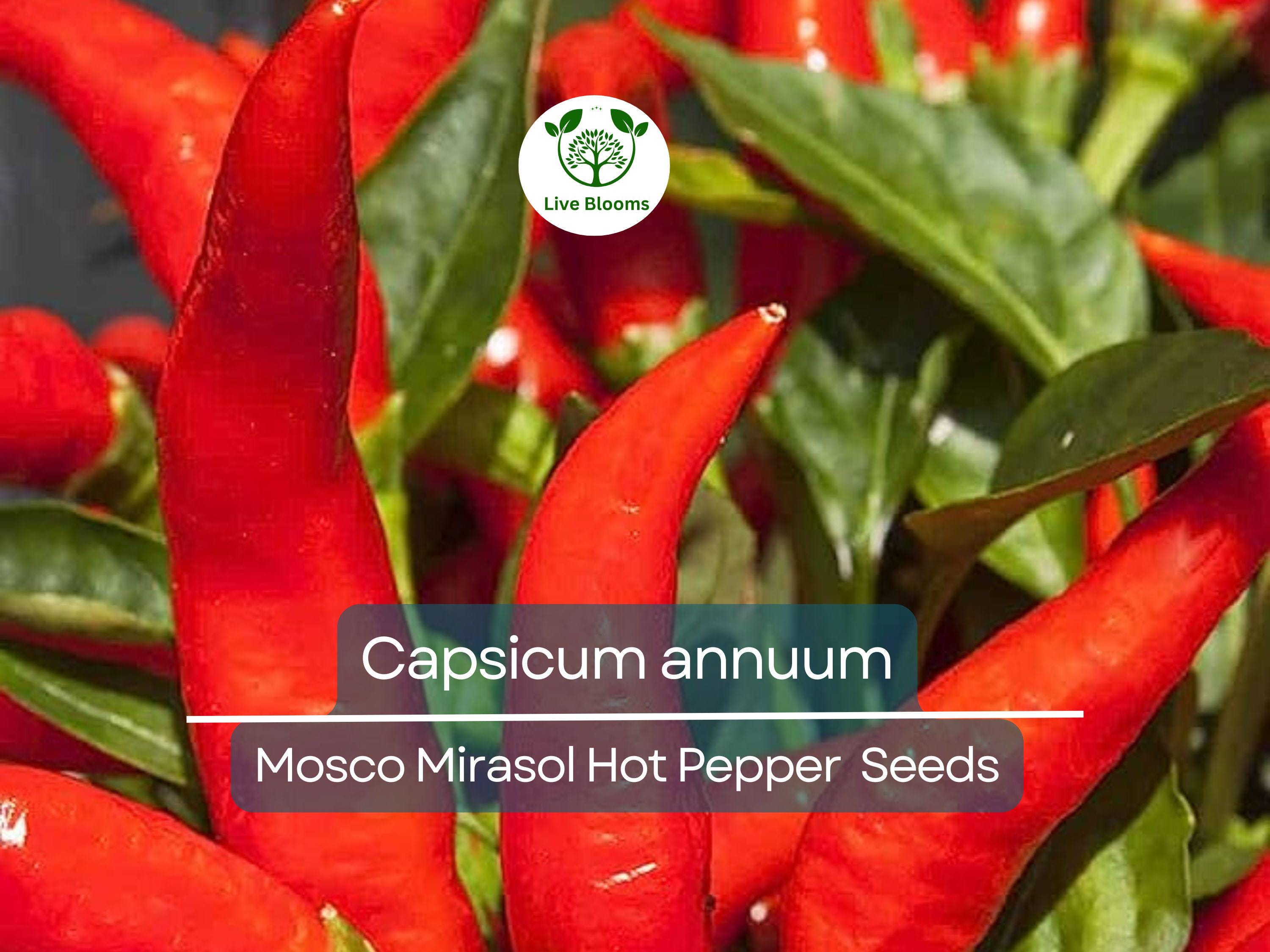 250 mg of Mosco Mirasol Chile Seeds - Pueblo Guajillo Hot Pepper | Capsicum annuum | Heirloom Pepper Seeds for Planting & Cooking