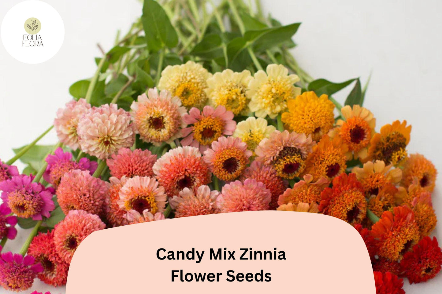 100+ Candy Mix Zinnia Seeds – Bright Multi-Color Blooms for Summer Gardens & Bouquets