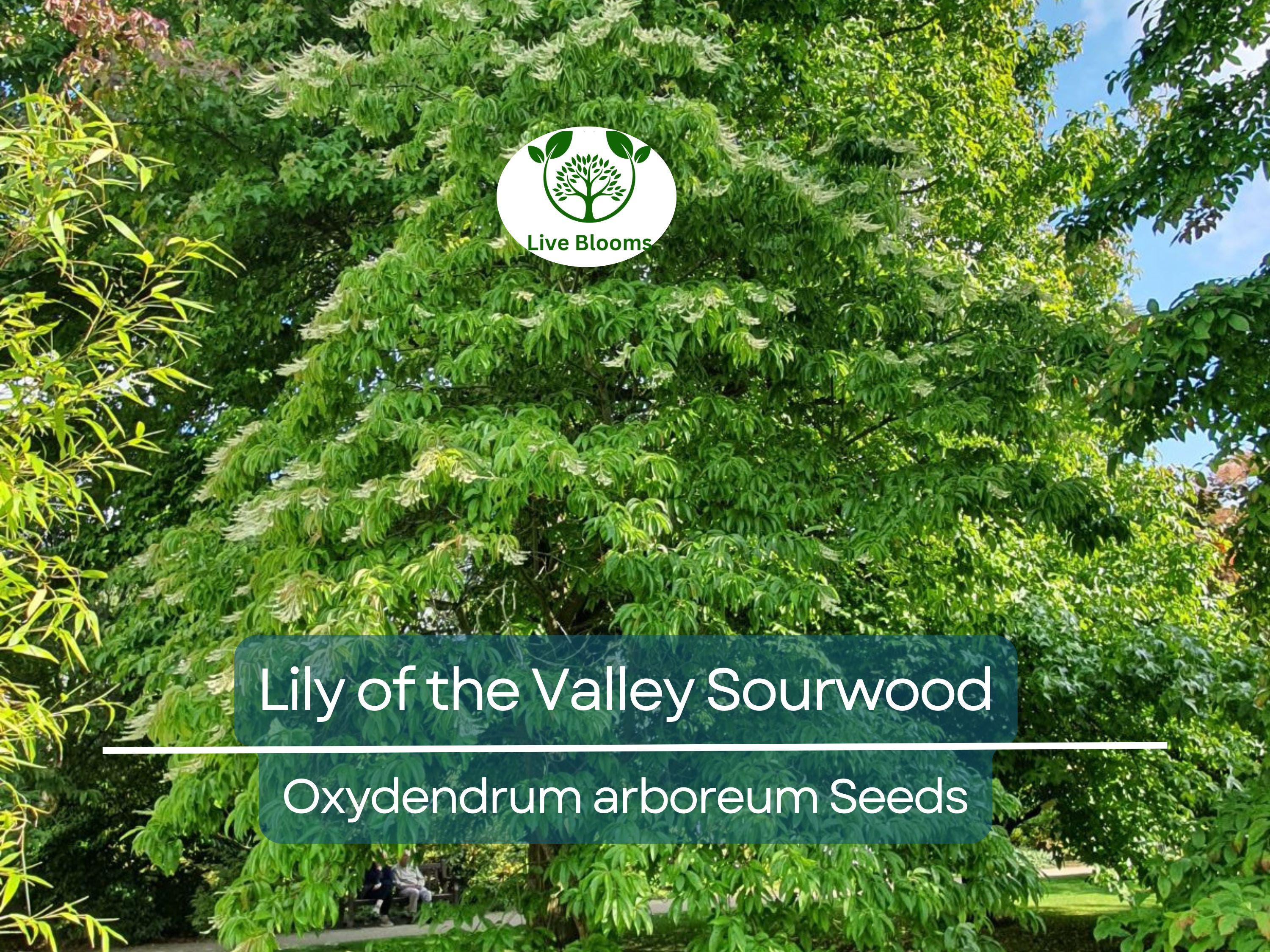100 Lily of the Valley Sourwood Seeds (Oxydendrum arboreum), Honey Bee Tree, Fragrant White Flowers, Native Tree, Wildlife Friendly
