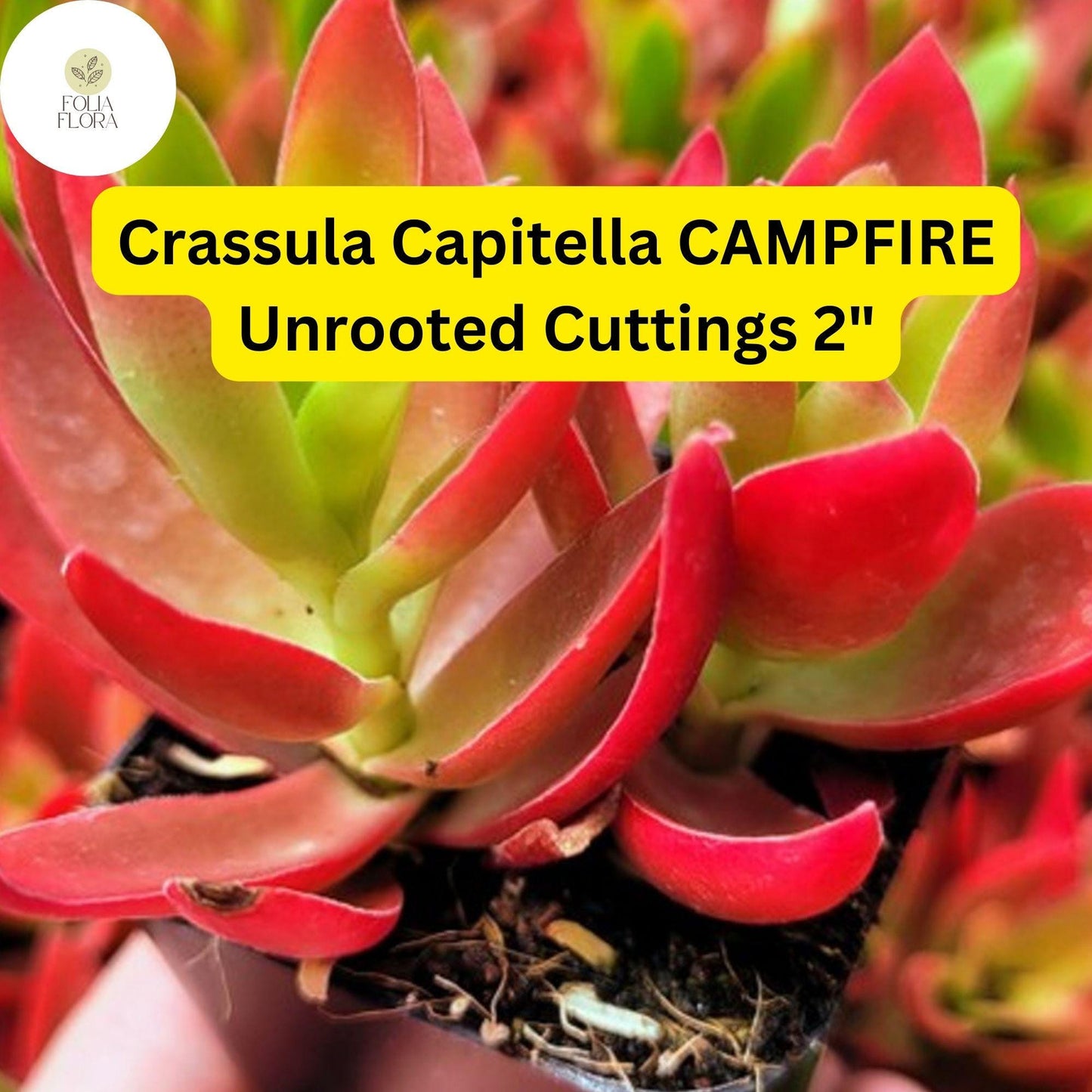 Crassula Capitella ‘Campfire’ | 3 Unrooted 2” Cuttings | Red-Tinged Succulent, Fast-Growing, Easy-Care, Unique Trailing Plant