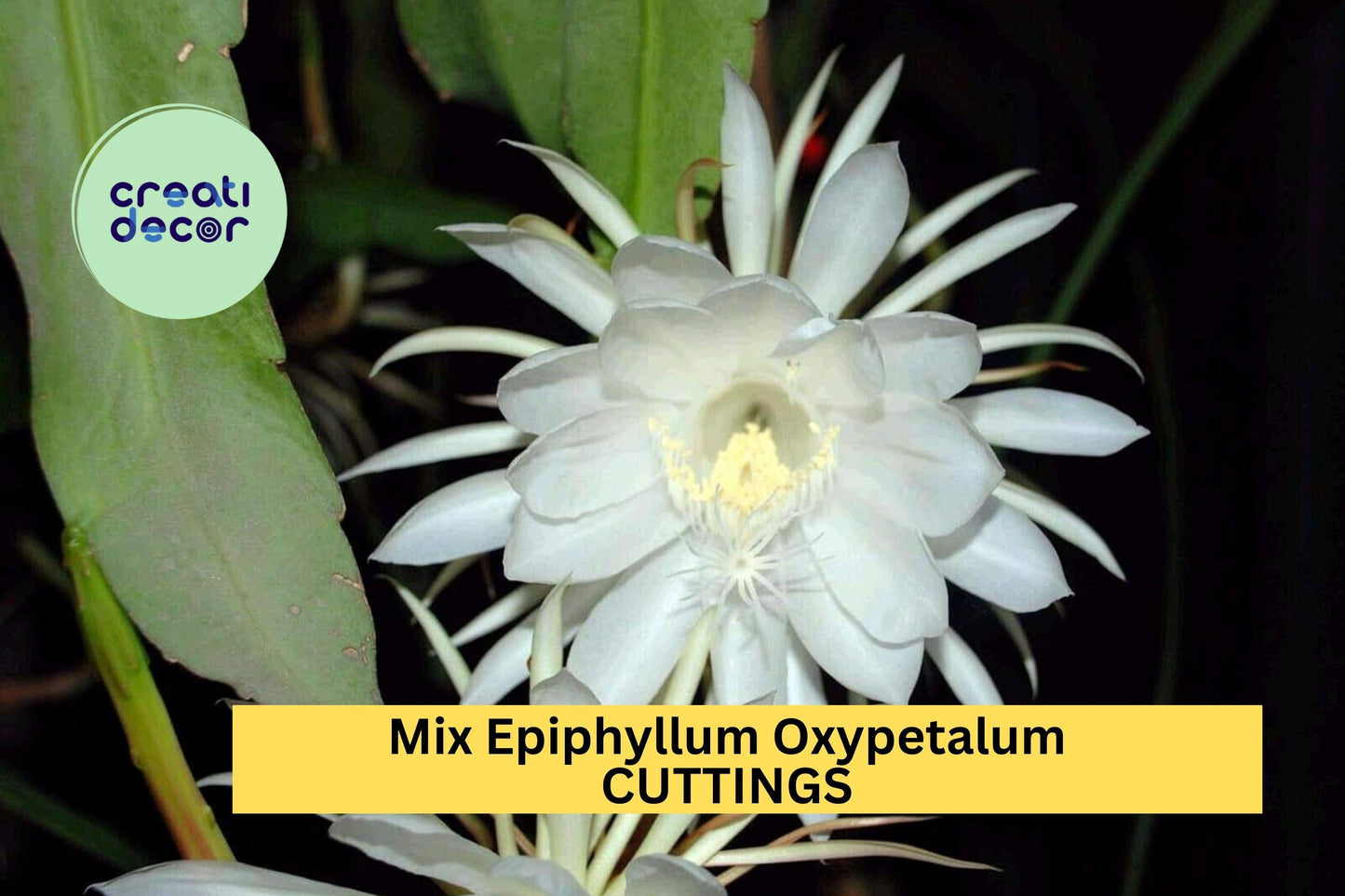 10 Night Blooming Cactus Cuttings | Mix of Epiphyllum Oxypetalum & Hookeri | Rare Orchid Cactus Starters | USA Seller