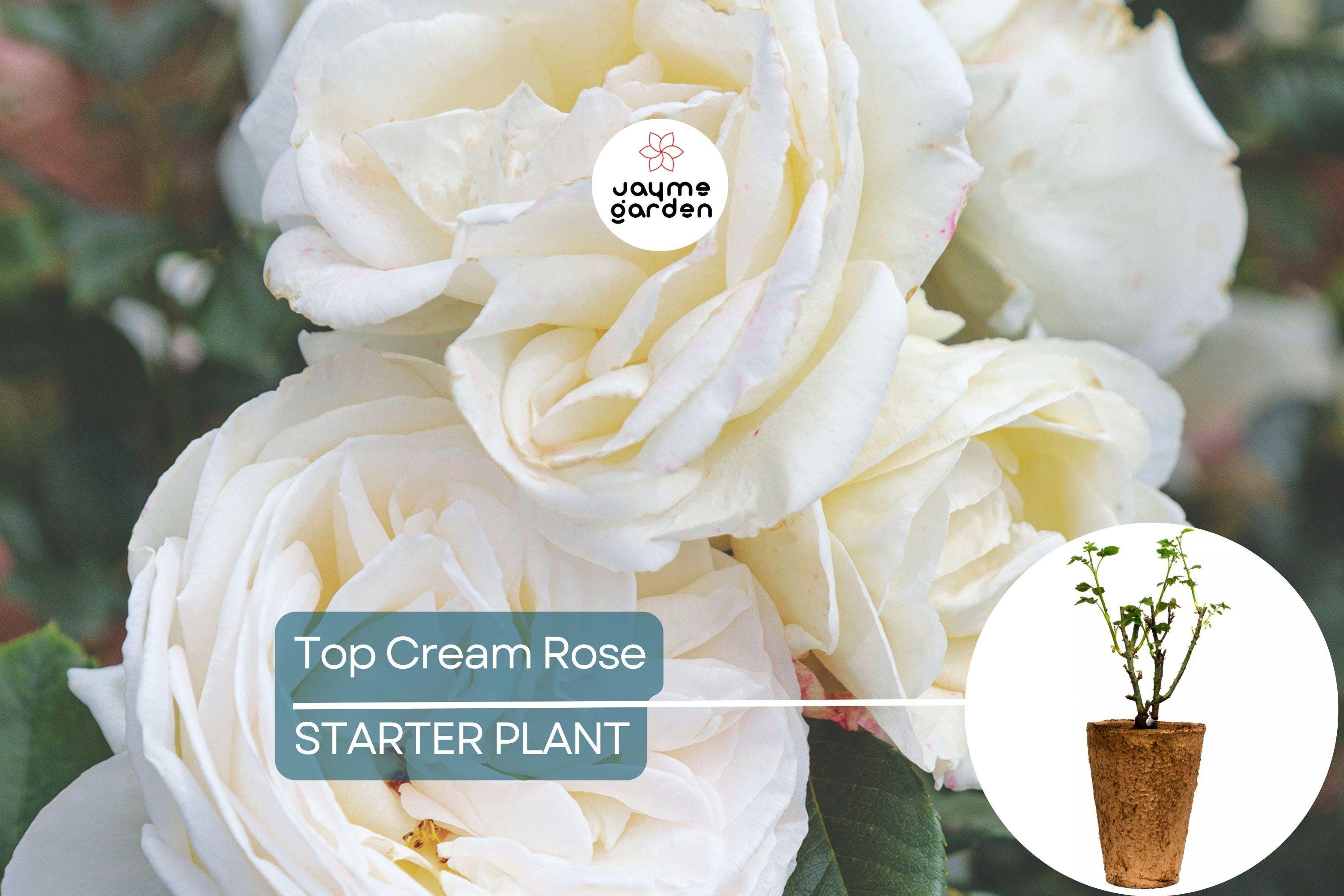 Top Cream™ Rose – 1.5 Gal Pot | Very Fragrant Creamy White Blooms | 100+ Petals | Own Root Hybrid Tea | Hardy Zones 5-10