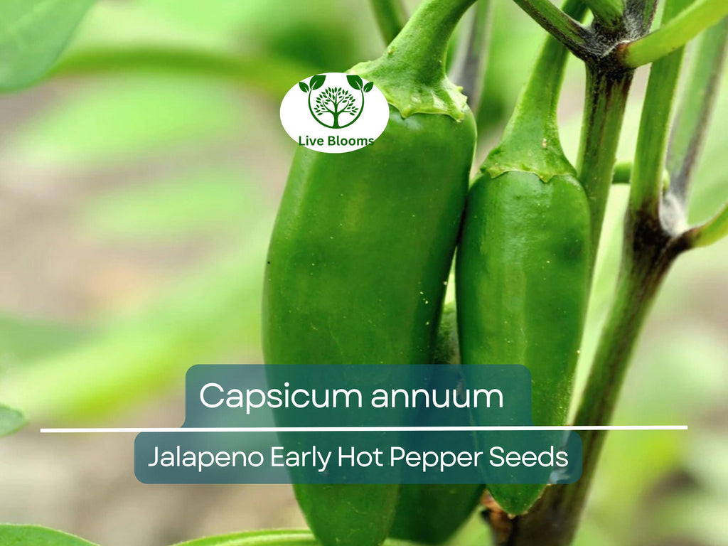 30 Seeds Jalapeno Early Hot Pepper – Capsicum annuum | Heirloom Jalapeno Seeds for Planting, Gardening & Fresh Spicy Harvests
