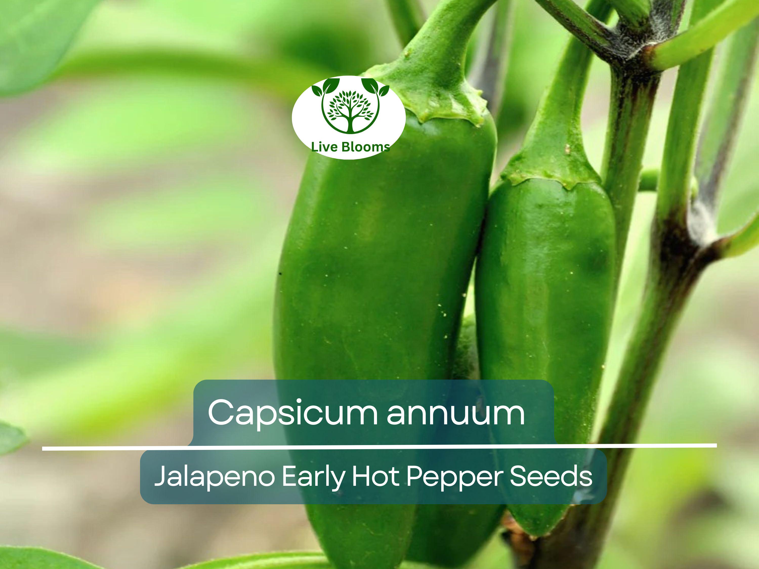 30 Seeds Jalapeno Early Hot Pepper – Capsicum annuum | Heirloom Jalapeno Seeds for Planting, Gardening & Fresh Spicy Harvests