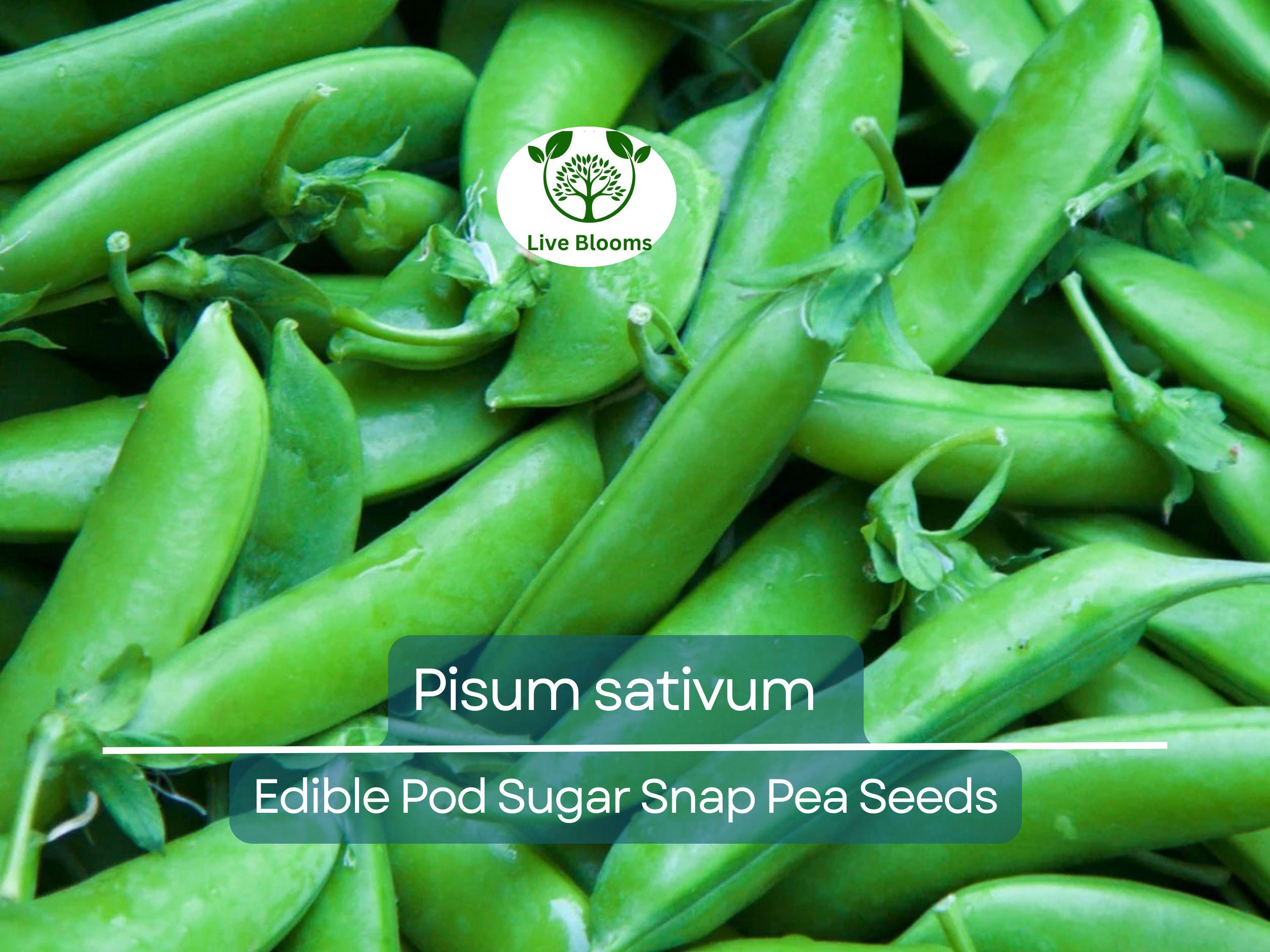 30 Seeds Pea Edible Pod Sugar Snap – Pisum sativum | Heirloom Sugar Snap Peas for Planting, Gardening & Sweet Crisp Harvests