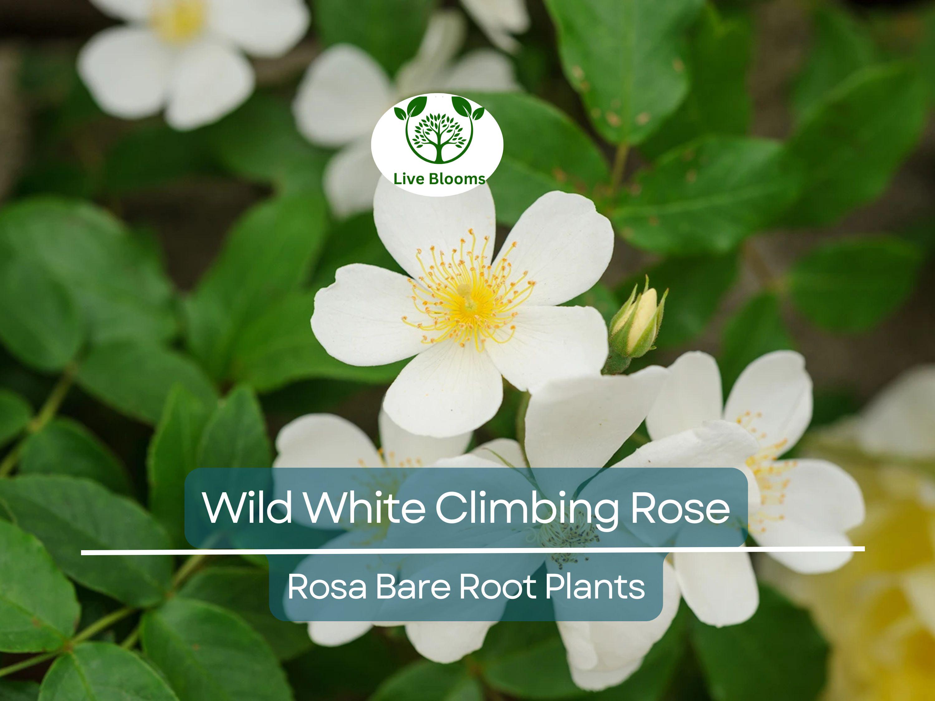 1 Wild White Climbing Rose – Live Hardy Bare Root Plant 6–10” – All Natural, Easy-Care Rose for Trellis, Fence, or Garden