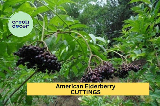 5 American Elderberry Cuttings – Unrooted Sambucus Shrub for Garden Planting, Hardy Native Perennial Bush – USA