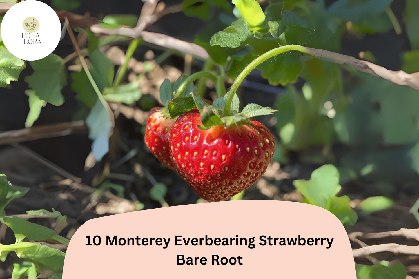 10 Monterey Strawberry Plants | Live Bare Root Everbearing | NON-GMO Fragaria × ananassa Garden Fruit