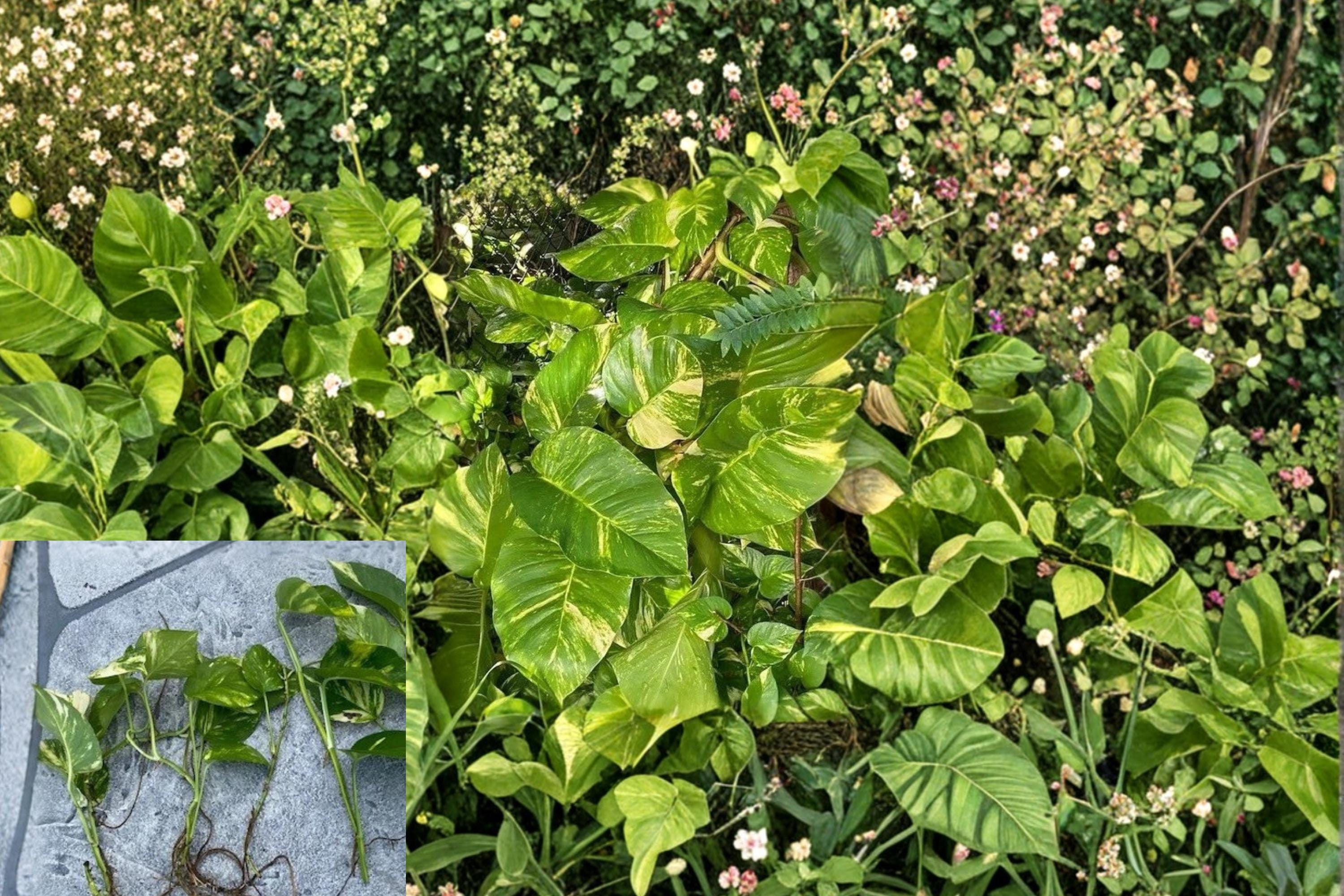 Golden Queen Pothos 6 Cuttings Variegated (Epipremnum aureum) Giant Golden Pothos