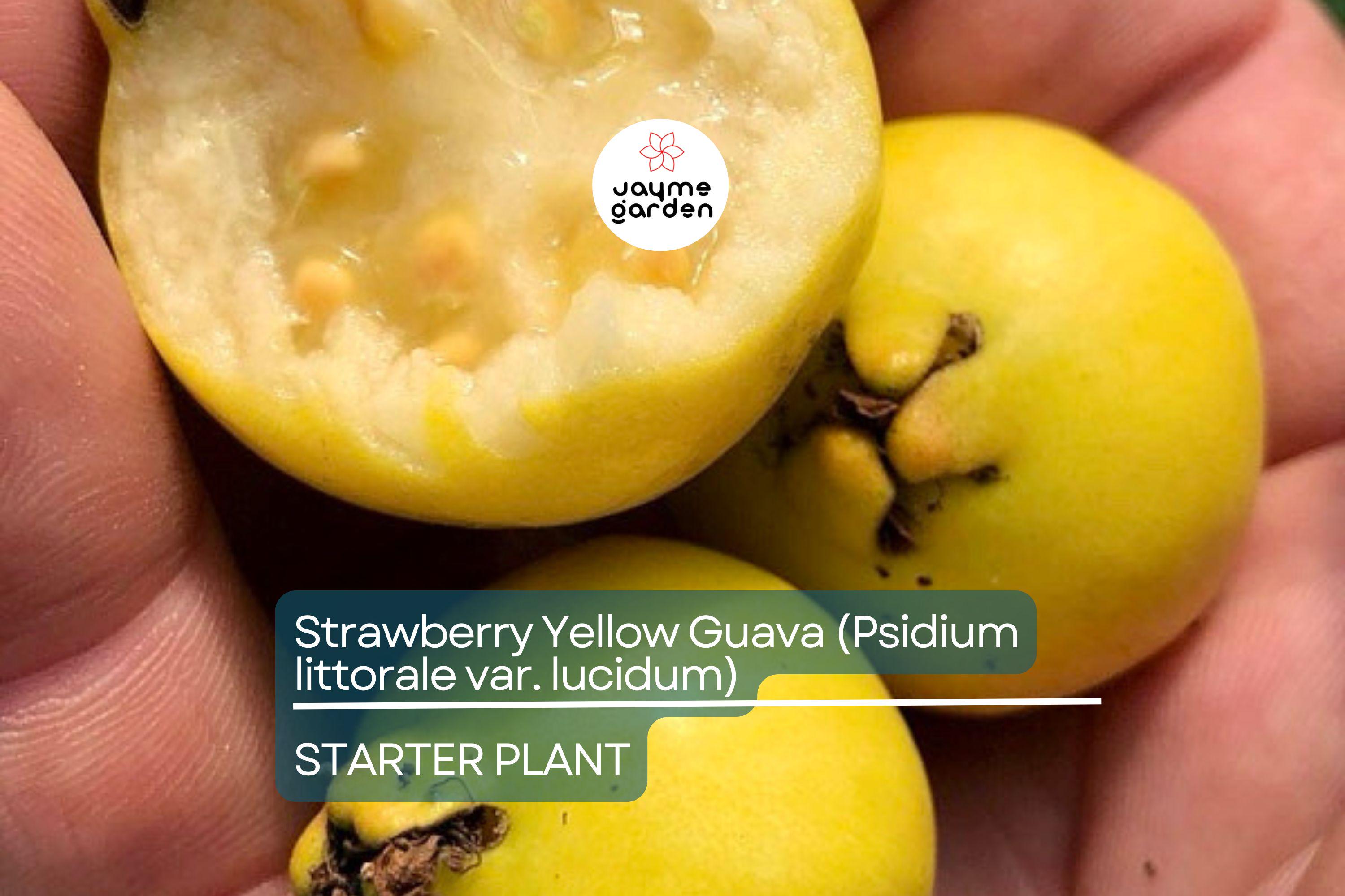 Strawberry Yellow Guava (Psidium littorale var. lucidum) 1’-2’ Live Tropical Tree | Sweet & Aromatic Fruit for Gardens