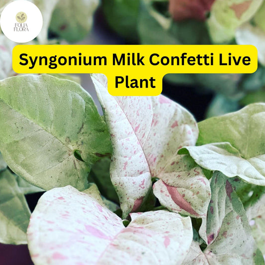 1 Syngonium podophyllum 'Milk Confetti' - Live Arrowhead Plant in 4" Pot - Well-Rooted Indoor Houseplant