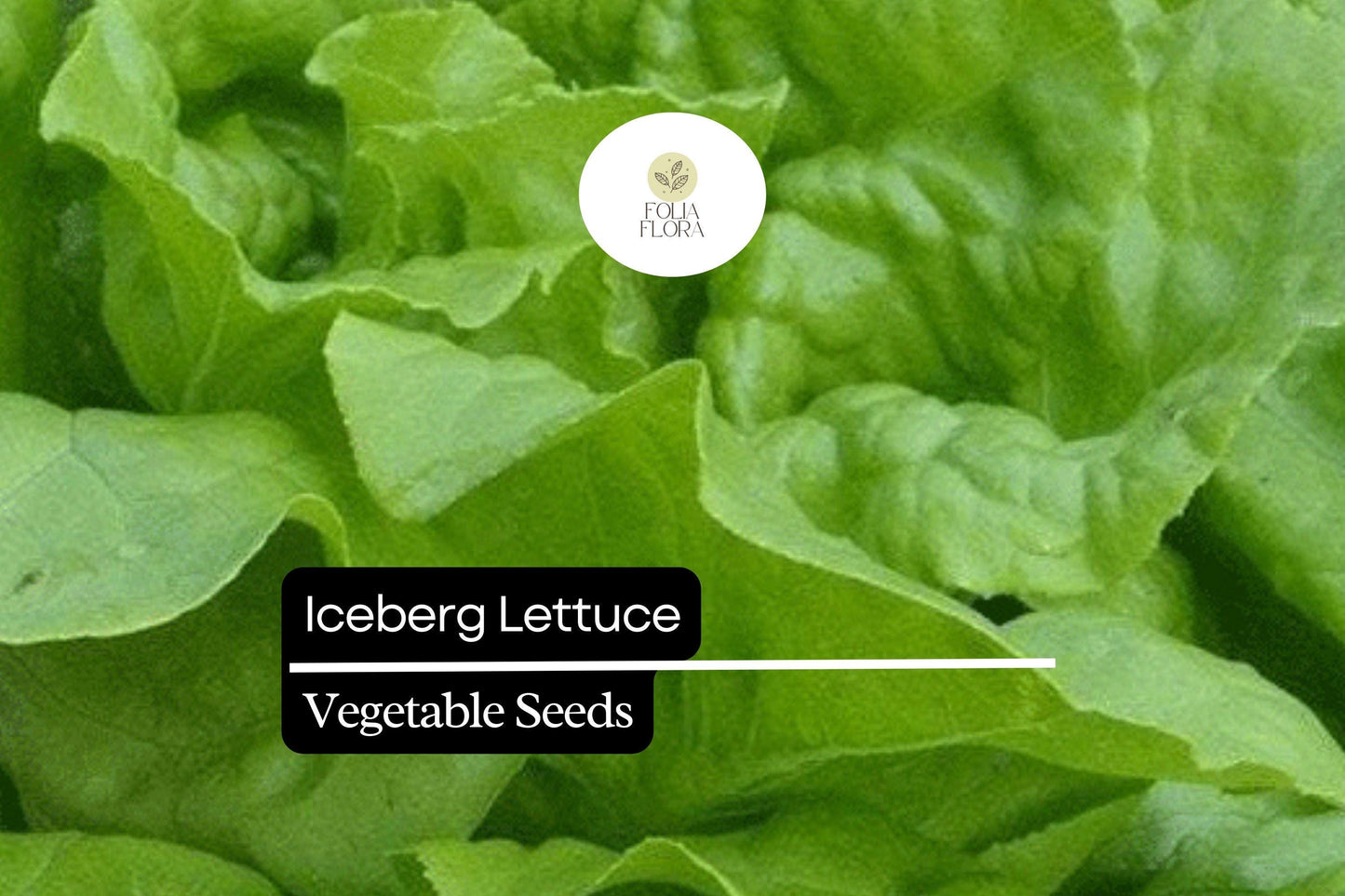 1000 Iceberg Lettuce Seeds – Lactuca sativa – Crisp, Refreshing, Great for Salads, Sandwiches, High-Yield, Non-GMO