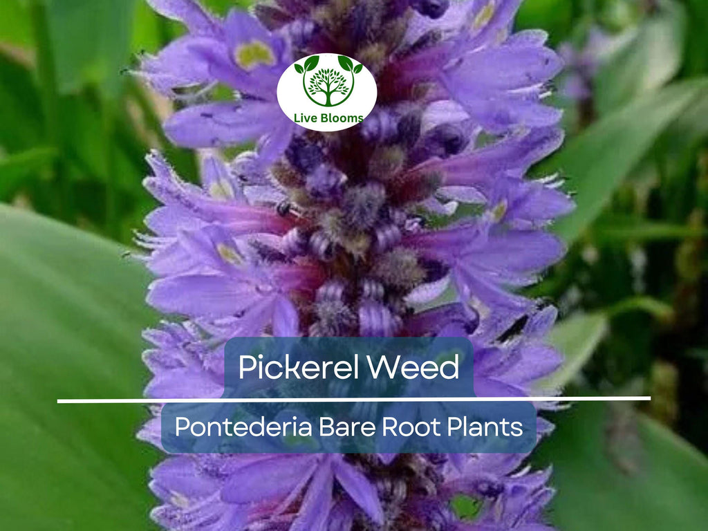 1 Pickerel Weed – Live Bare Root Plant | Pontederia cordata | Native Aquatic Plant | Large Purple Pickerel Rush for Ponds & Wetlands