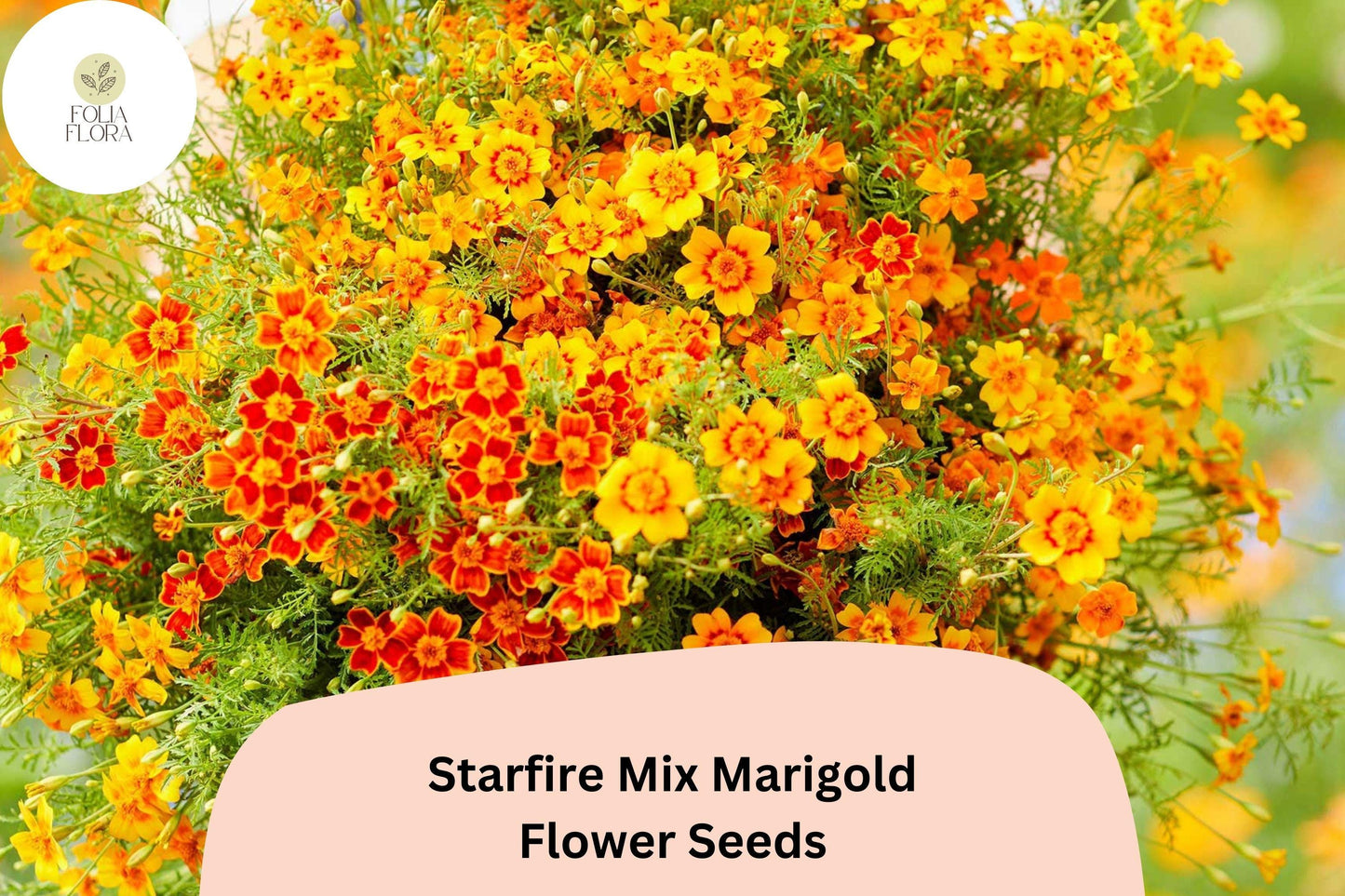 25+ Starfire Mix Marigold Seeds | Vibrant Single-Flower Tagetes for Borders, Pots & Garden Planting