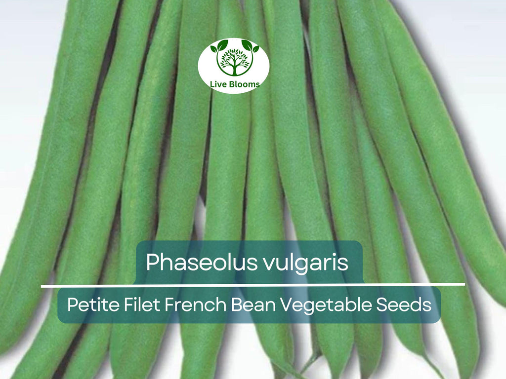 10 Seeds Petite Filet French Bean - Phaseolus vulgaris | Tender, Crisp Beans for Planting, Gardening & Culinary Delights
