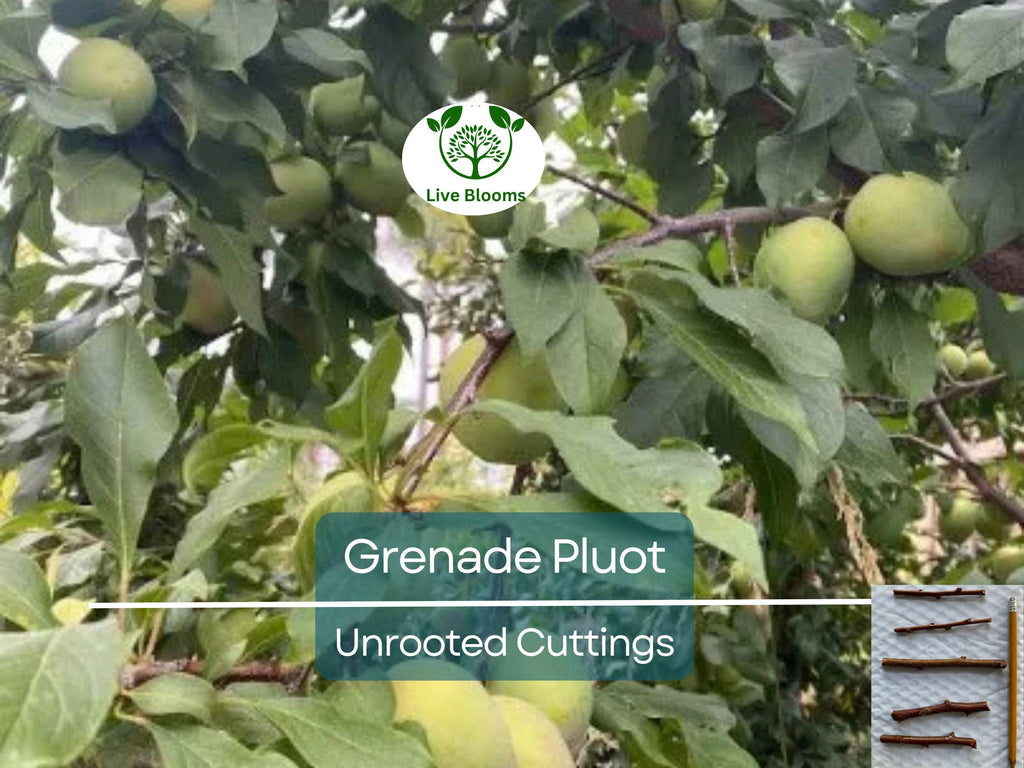 5 Grenade Pluot Unrooted Cuttings, 2-5 Inches Long, Propagate Your Own Fruit Tree, Delicious Hybrid Pluot, Easy to Grow and Care For