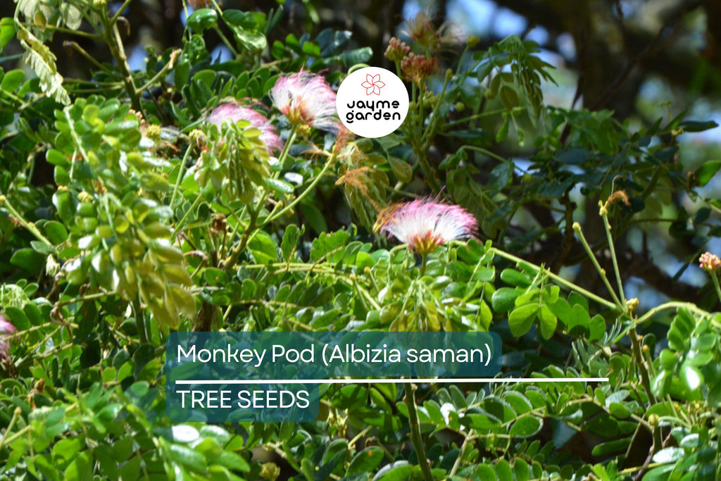 20 Rain Tree Seeds (Albizia saman) – Monkey Pod, Tropical Shade Tree, Bonsai, Zones 10-12