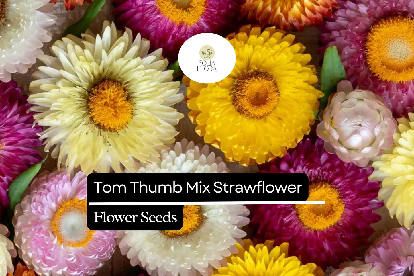 150 Seeds Tom Thumb Mix Strawflower (Helichrysum bracteatum) – Compact Dwarf Variety for Everlasting Blooms