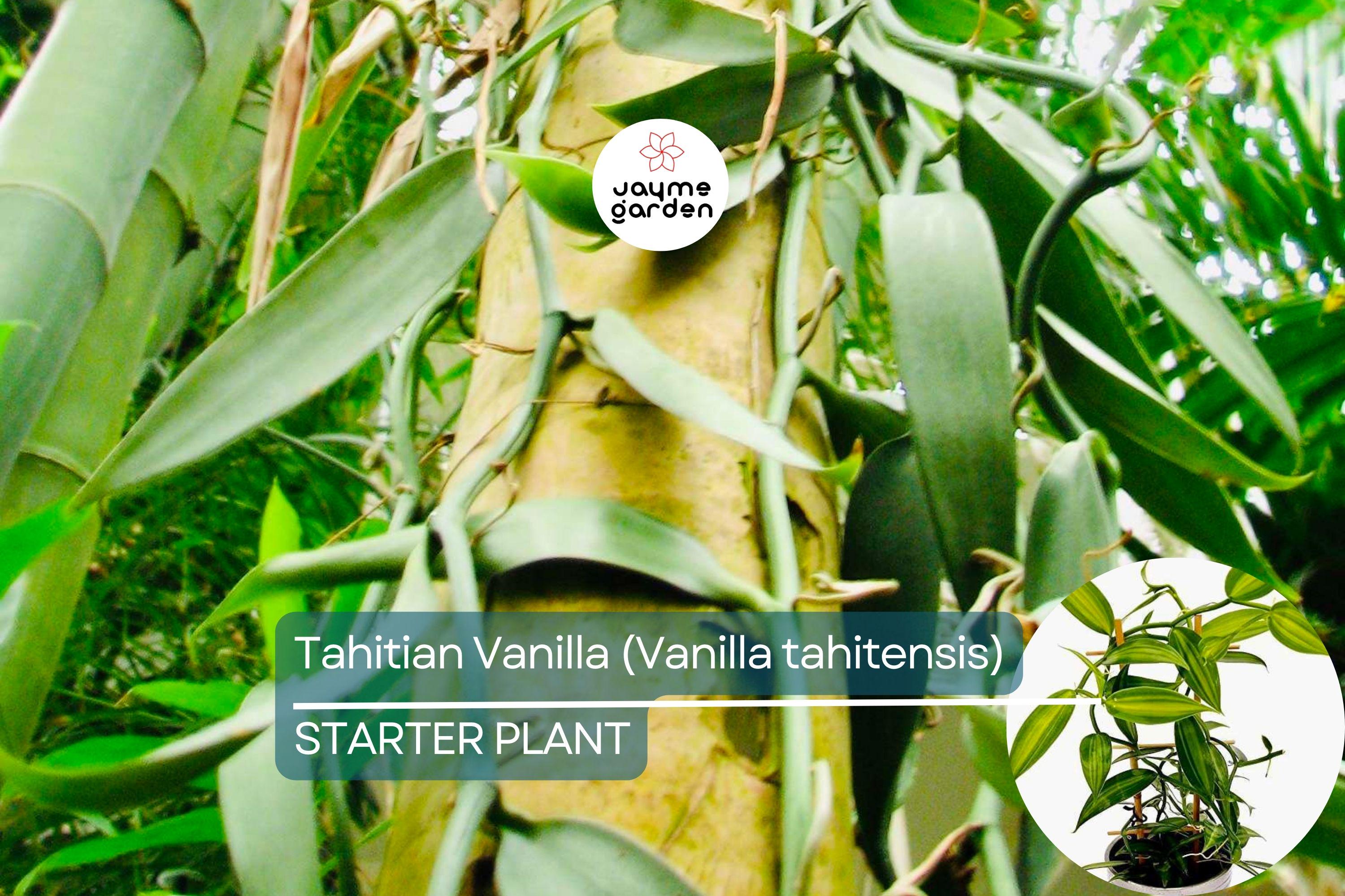 Tahitian Vanilla Orchid Plant (Vanilla tahitensis) Starter Vine - Rare Tropical Plant with Exotic Floral & Fruity Aroma