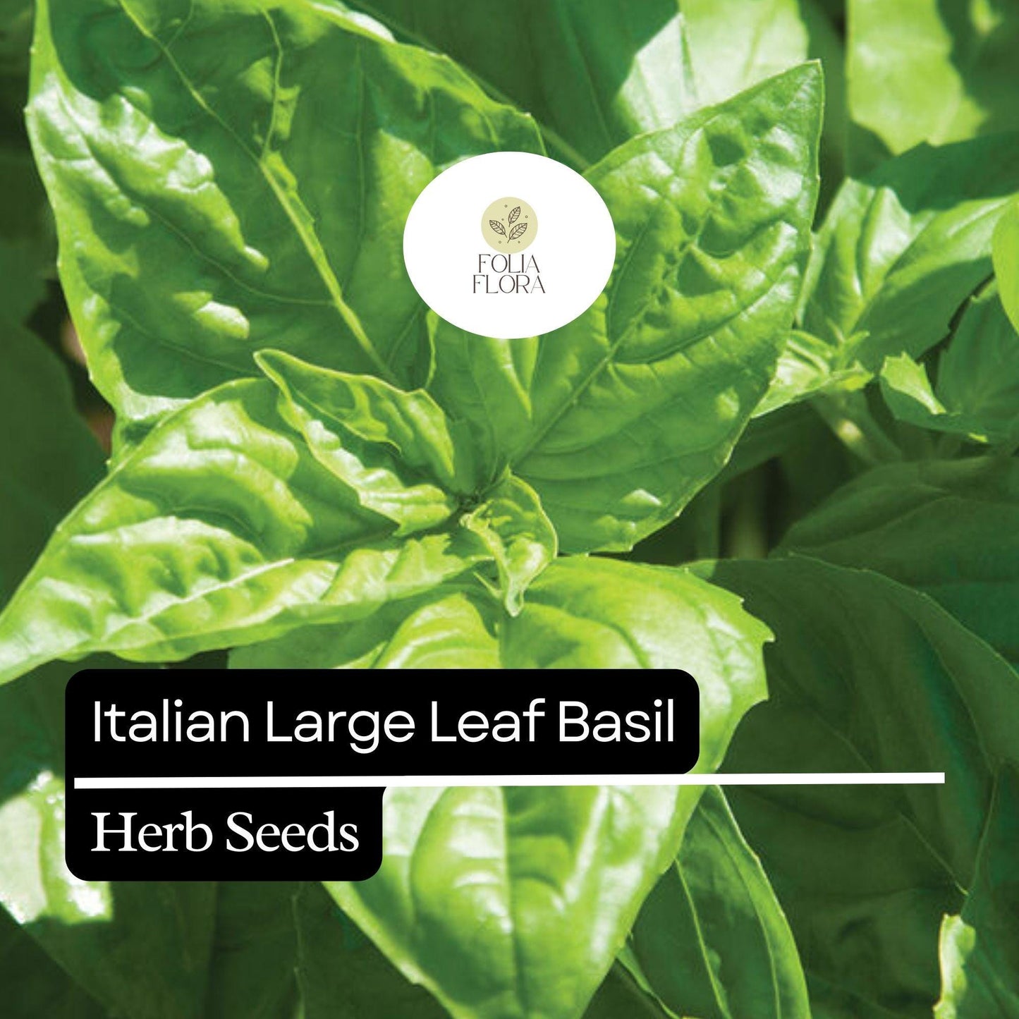 200 Italian Large Leaf Basil Seeds – Heirloom, Non-GMO, Aromatic & Flavorful Herb