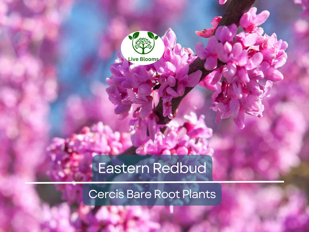 3 Eastern Redbud Trees - Cercis canadensis - 14–18" Live Bare Root Trees - Ornamental, Native, Pink Blooms, Cold Hardy, Easy to Grow