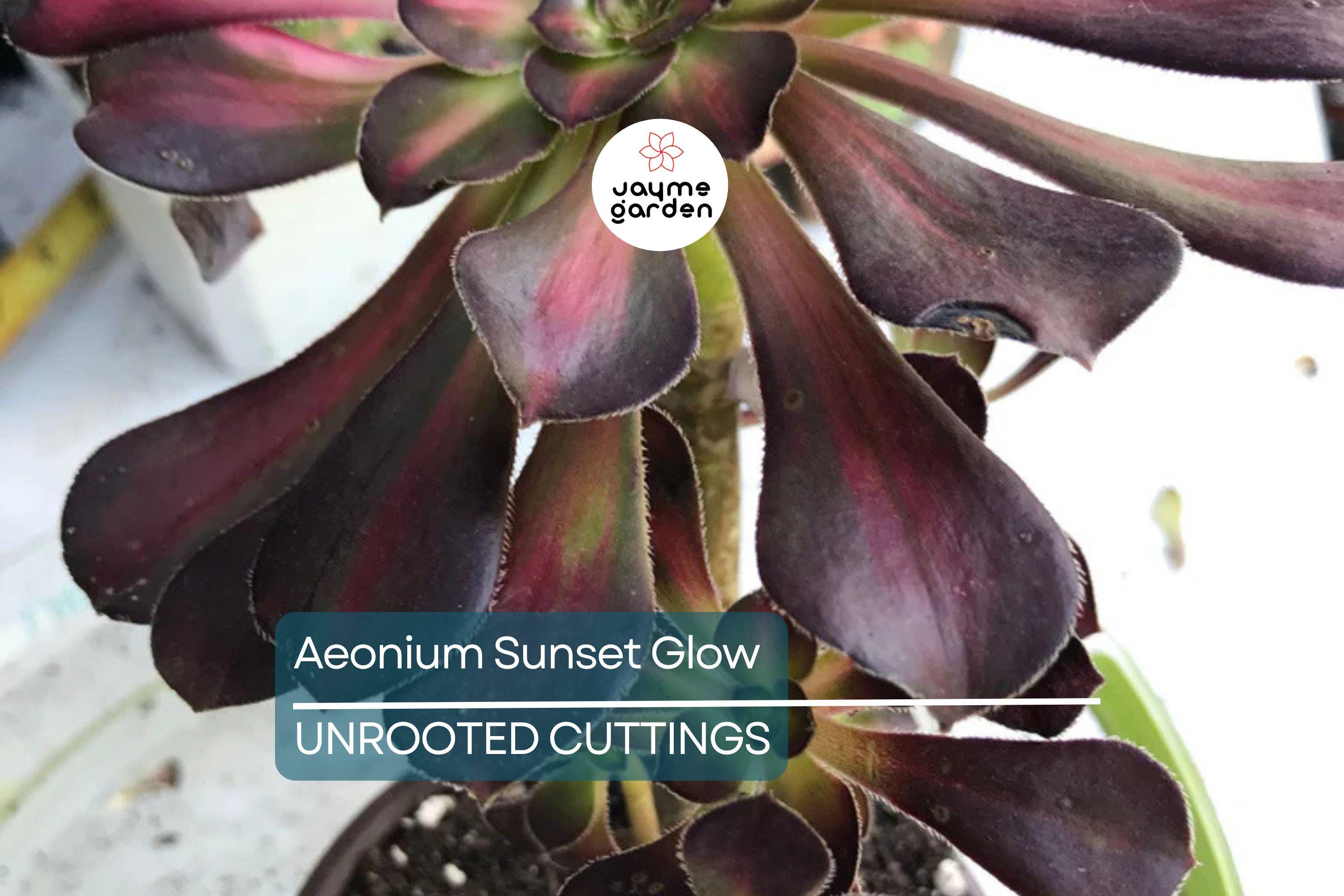 Aeonium Sunset Glow Cutting | Fresh 2.5" Head | Unique Succulent | Easy to Grow |