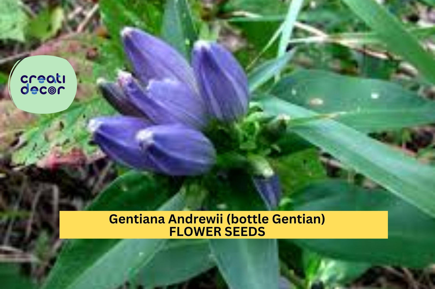 3pcs of 100mg Bottle Gentian Seeds – Gentiana andrewsii Native Blue Wildflower for Pollinator & Woodland Gardens Seeds for Planting