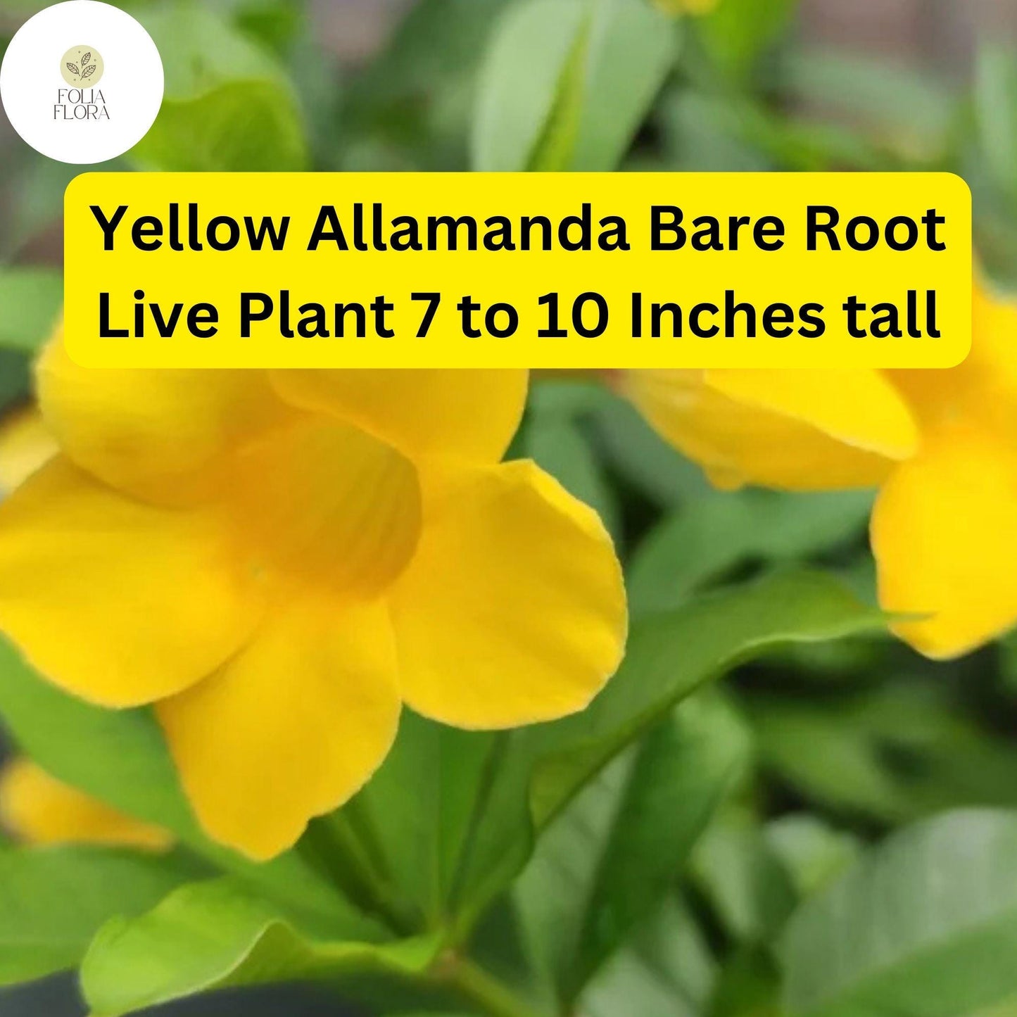 1 Yellow Allamanda - Bare Root Starter Live Plant 7-10” - Perennial Vine, Tropical Yellow Flowers