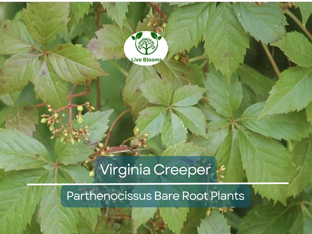 5 Virginia Creeper Vines – Bare Root Plants – Parthenocissus quinquefolia – Fast-Growing Native Perennial Climber