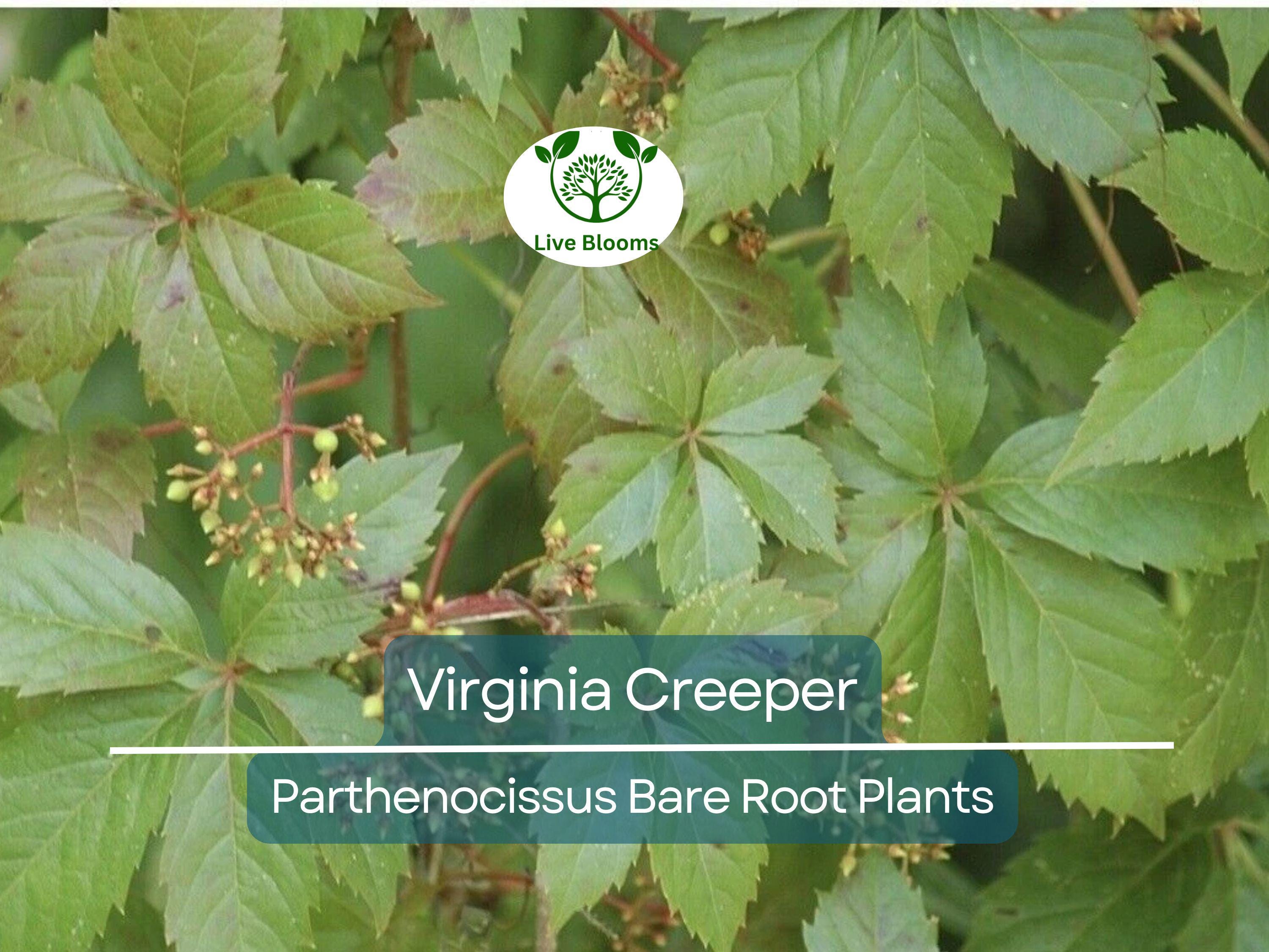 5 Virginia Creeper Vines – Bare Root Plants – Parthenocissus quinquefolia – Fast-Growing Native Perennial Climber