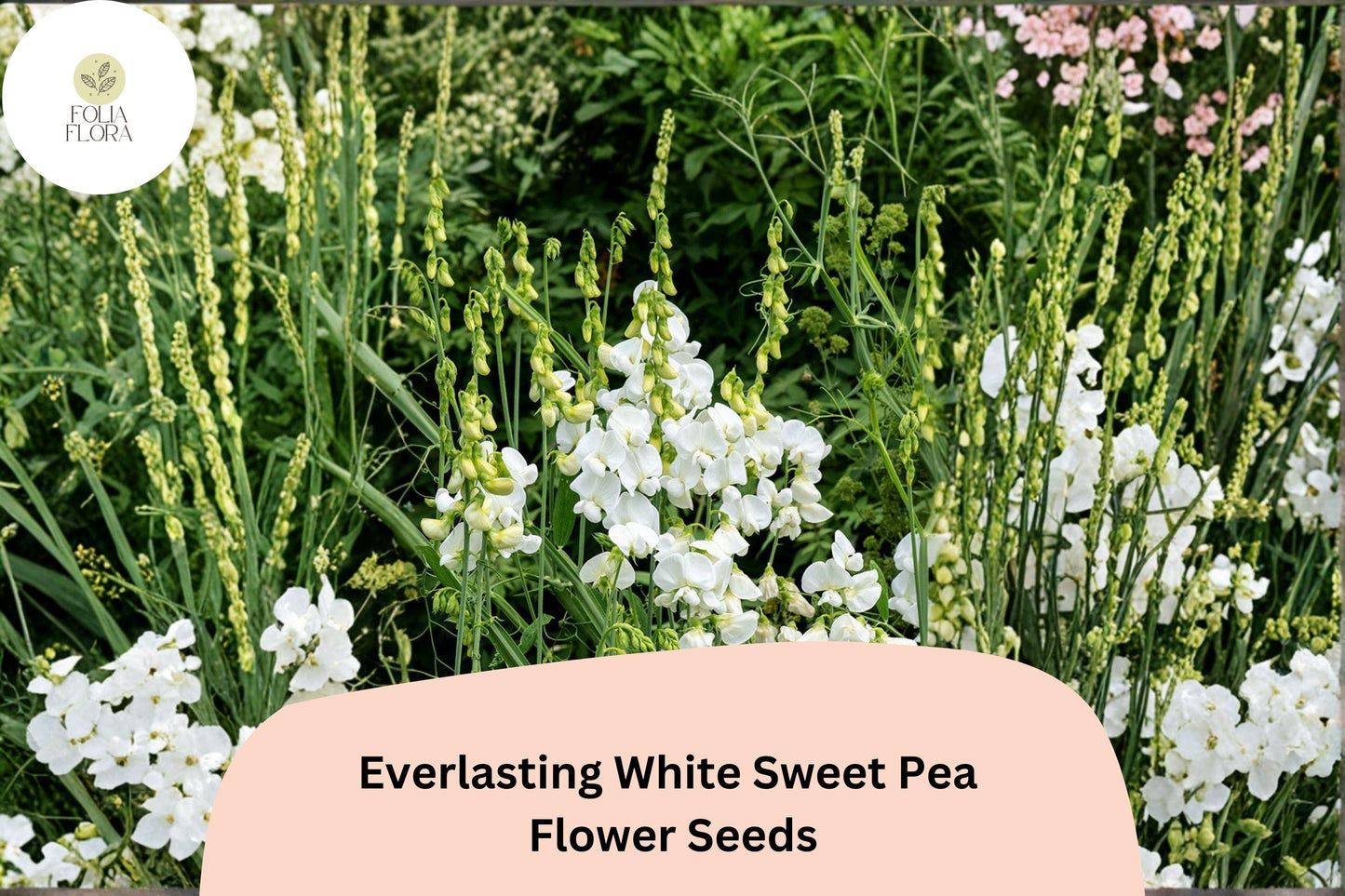 Everlasting White Sweet Pea Seeds | Lathyrus latifolius Perennial Climbing Vine White Flowers (50+ Seeds)