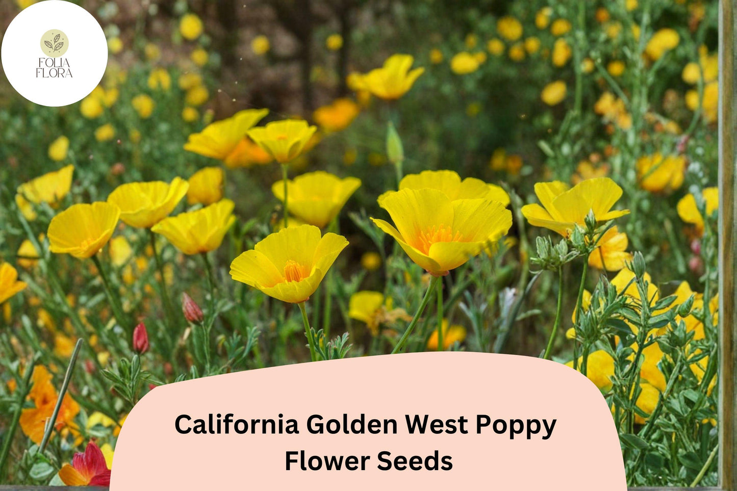 200+ California Golden West Poppy Seeds | Eschscholzia californica | Golden Yellow Blooms | Easy Wildflower Garden Seeds