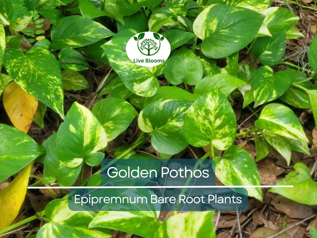 6 Golden Pothos Cuttings – Live Bare Rooted Plants (3–6") – Easy Indoor/Outdoor Houseplant – Air Purifier & Fast Grower