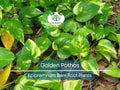6 Golden Pothos Cuttings – Live Bare Rooted Plants (3–6") – Easy Indoor/Outdoor Houseplant – Air Purifier & Fast Grower