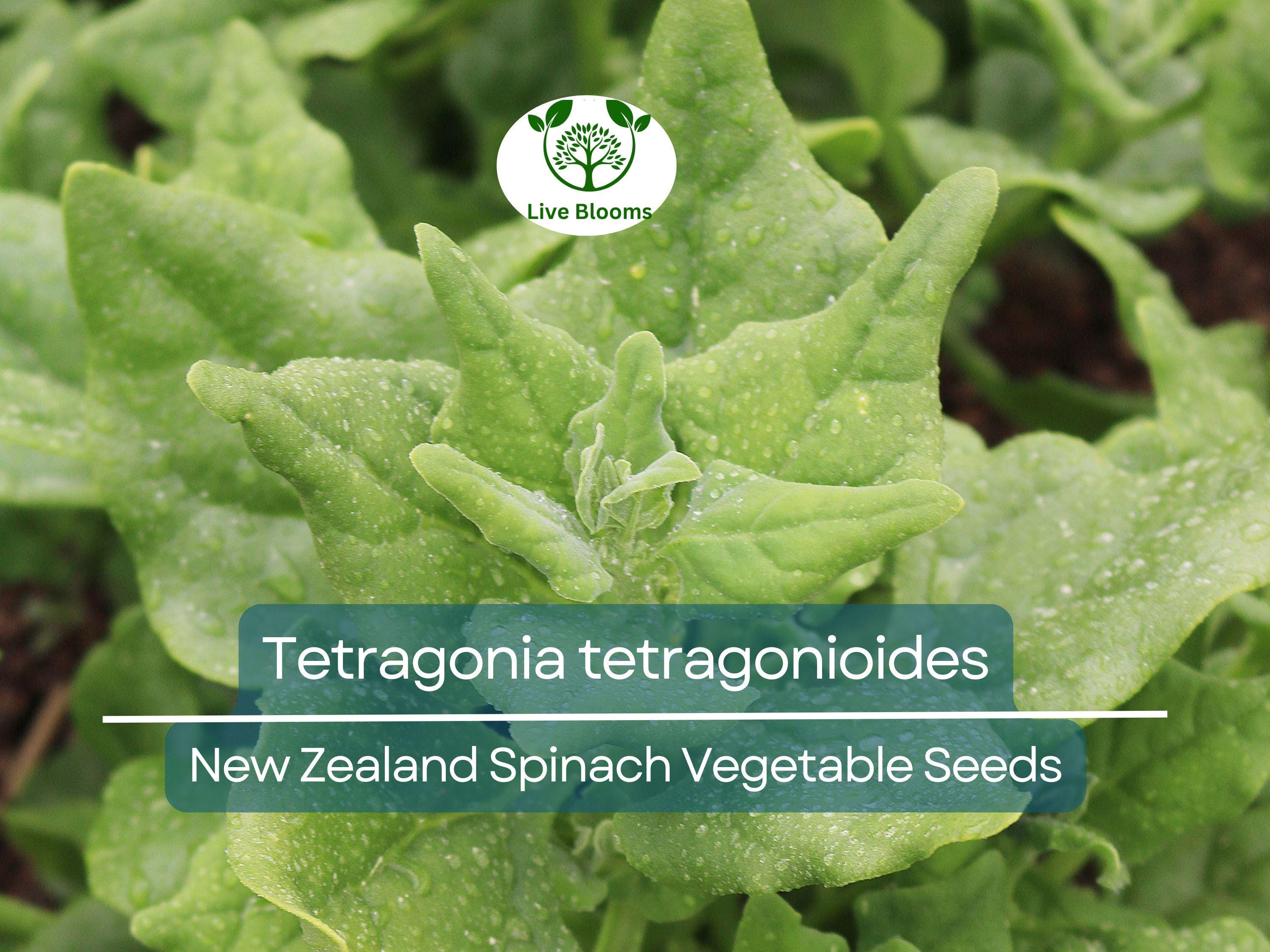 1 Gram Seeds Spinach New Zealand – Tetragonia tetragonioides | Heirloom Vegetable Seeds for Planting & Gardening
