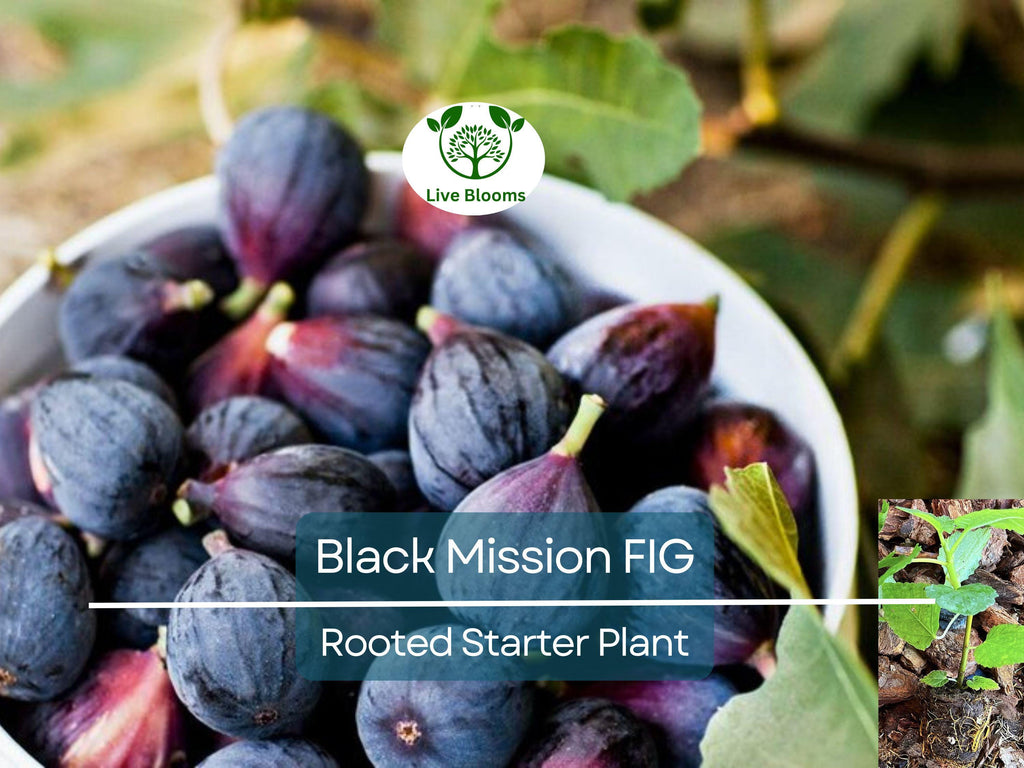 1 Ficus "Black Mission" Fig Tree Starter Plant - Hardy, Healthy, Fresh Ficus Carica, Indoor/Outdoor, Delicious Fruit, Home Garden, Edible