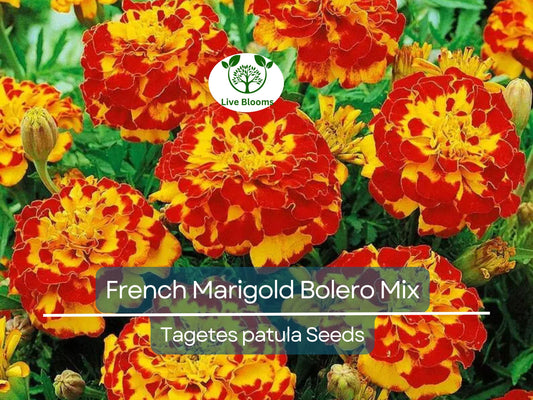 100 Seeds French Marigold Bolero Mix - Fiery Colors, Dwarf Non-GMO, Beneficial Pollinator Plant, for Gardens & Landscapes (Tagetes patula)